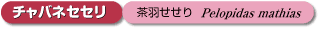 73回タイトル
