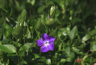 IMG_0003.jpg