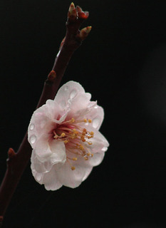 IMG_0097.jpg
