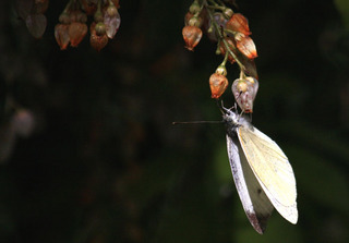 IMG_0384.jpg