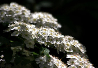 IMG_0615.jpg