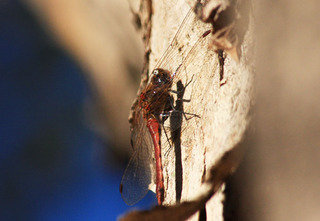 IMG_0853.jpg