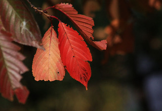 IMG_0899.jpg