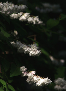 IMG_1075.jpg