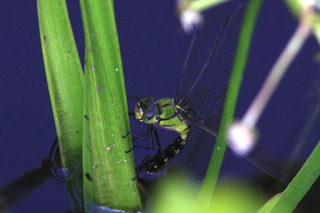 IMG_1176.jpg