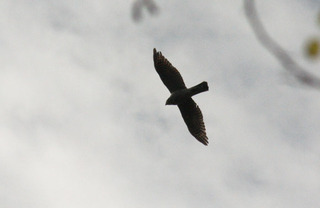 IMG_1318.jpg