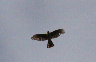 IMG_1321.jpg
