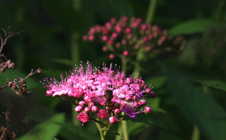 IMG_1466.jpg