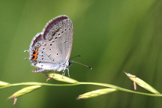 IMG_1642.jpg