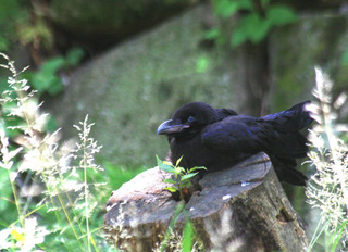 IMG_1695.jpg