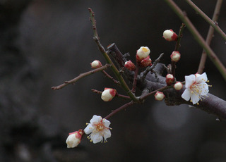 IMG_1710.jpg