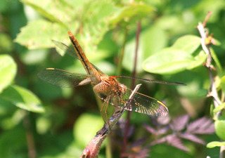 IMG_1758.jpg