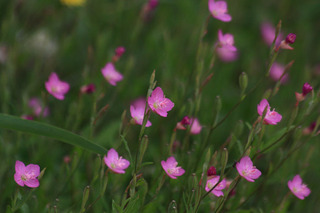 IMG_1825.jpg