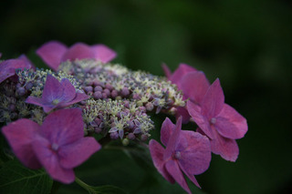 IMG_1983.jpg