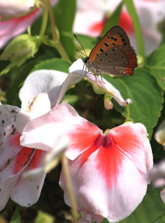 IMG_1986.jpg