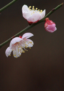 IMG_2027.jpg