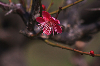 IMG_2156.jpg