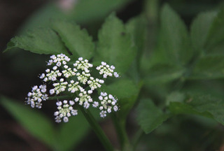 IMG_2425.jpg