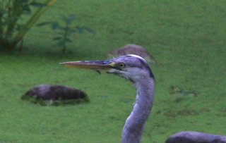 IMG_2675.jpg