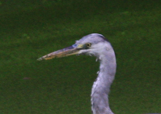 IMG_2696.jpg