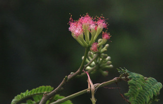 IMG_2737.jpg