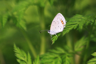 IMG_2766.jpg