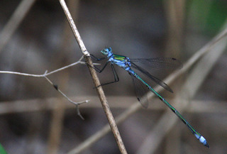 IMG_2926.jpg