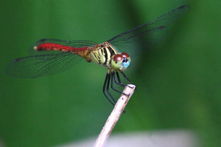 IMG_2959.jpg