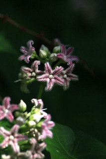IMG_3174.jpg
