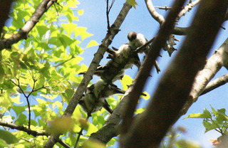 IMG_3175.jpg