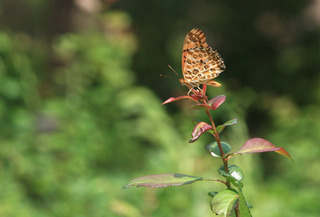 IMG_3184.jpg