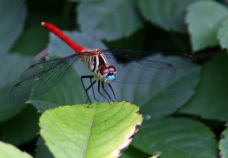 IMG_3202.jpg
