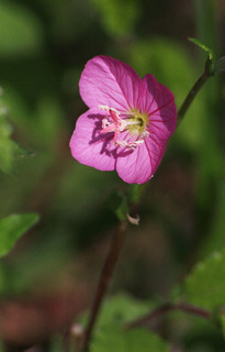 IMG_3239.jpg