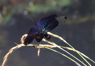 IMG_3250.jpg