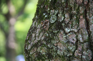IMG_3344.jpg