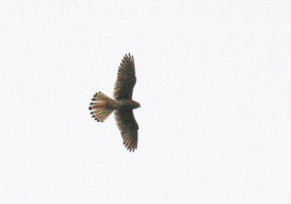 IMG_3399.jpg