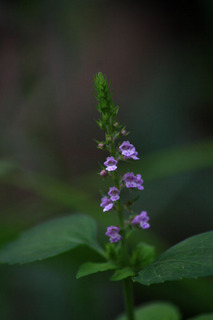 IMG_3426.jpg