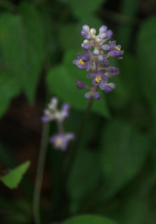 IMG_3446.jpg