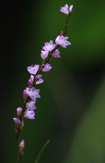 IMG_3470.jpg