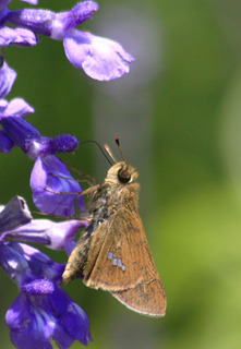 IMG_3486.jpg