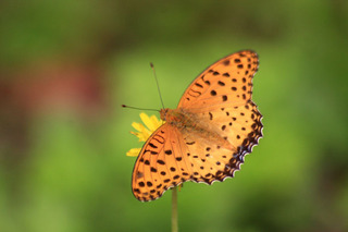 IMG_3486.jpg