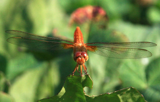 IMG_3562.jpg