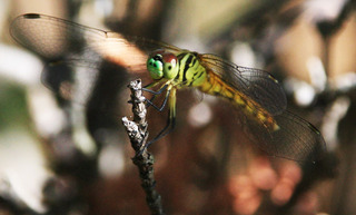 IMG_3676.jpg