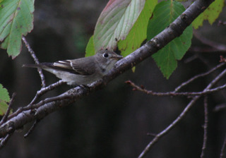 IMG_3686.jpg
