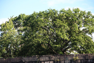 IMG_3688.jpg
