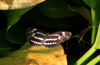 IMG_3741.jpg