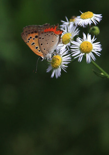 IMG_3777.jpg