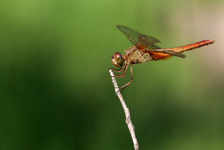 IMG_3827.jpg
