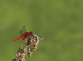 IMG_3832.jpg