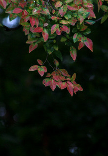 IMG_3869.jpg